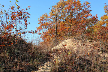 autumn in the dunes