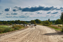 Cows Cross The Road In The Countryside