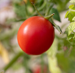 Red tomatoes on a plant