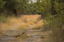 Off-road Dirt Track In African National Park With Elephant Animal Dung Or Manure On The Road. Selective Focus.