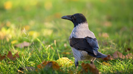 Crow bird in green grass and autumn leaves