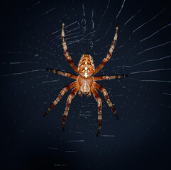 Close up of a spider.