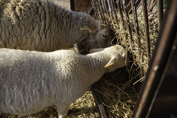 Sheep eating on a farm