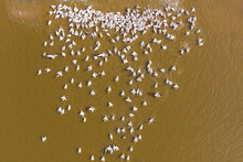 Large Colony Of Pelicans Resting In The Water, Aerial View.