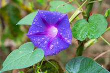 Ipomoea Purpurea (Purple Morning Glory) Flower, With Water Drops After Rain