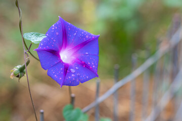 Ipomoea purpurea (Purple morning glory) flower, with water drops after rain