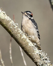 Downy Woodpecker On A Branch