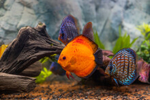 View Of Discus Fish Swimming In Planted Aquarium. Tropical Fishes. Beautiful Nature Backgrounds. Hobby Concept.
