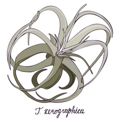 Wall Mural - Vector illustration of Tillandsia xerographica isolated on white background. Hand drawn exotic aerial plant