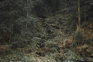 Wall Mural - mountain river among rocks and forest. beautiful mountain landscape. copy, empty space for text