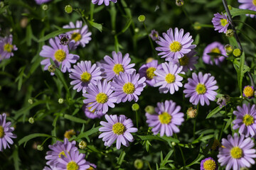 Violet Aster flowers bloom in the garden