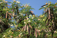 Flower Of Horse Tamarind Tree