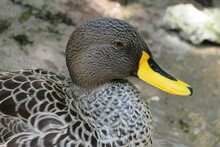 Exotic Duck In The Zoo, Closeup