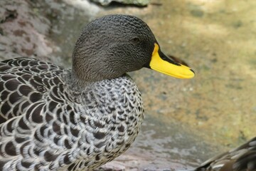 Exotic duck in a Florida zoo, closeup