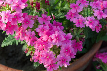 Pink Verbena Flowers