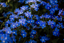 Small Wild Blue Flowers