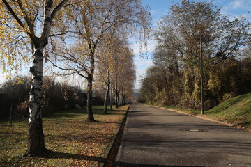 Wall Mural - Birch trees along the roadside in autumn