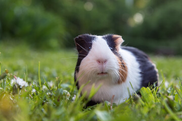 Guinea pig in a meadow