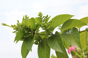 Sticker - Combretum indicum flower are blooming