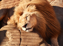 Lion Put His Head On A Stone And Bask In The Sun