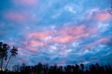 Poster - Pink and blue cloudy sky with the silhouette of trees on horizon