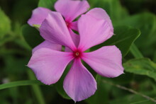 Catharanthus Roseus, Commonly Called Pink Periwinkle, Is An Invasive Plant Growing In Florida.