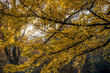 canvas print picture - Shot of sunshine in an autumn forest