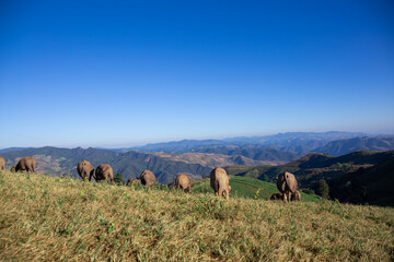 Buffalo on a mountain that is eating grass and blue sky