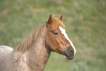 Wall Mural - Wild Horses, portrait of a stallion