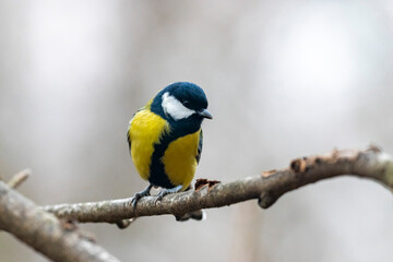 Wall Mural - great tit (Parus major) in winter frosty weather in the snow. The great tit (Parus major) is a passerine bird in the tit family Paridae.
