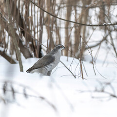 Sticker - The northern goshawk (Accipiter gentilis) is a medium-large raptor in the family Accipitridae.  northern goshawk sits in the snow in the natural environment