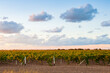 vineyards under sunset