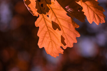 Wall Mural - Autumn oak leaves.