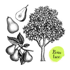 Wall Mural - ink sketch of pear.