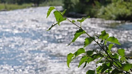 Wall Mural - Birch branches against the background of a mountain river