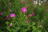 Fototapeta Na sufit - Pink wildflowers of Epilobium hirsutum in the garden. 