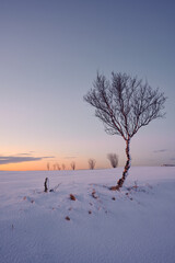 Sticker - Tree growing on snowy meadow in winter