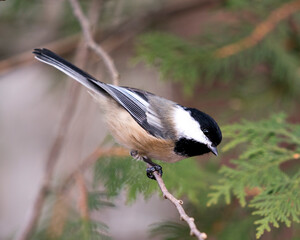 Chickadee Stock Photo. Chickadee close-up profile view on a tree branch with a blur background in its environment and habitat, displaying grey feather plumage wings and tail, black cap head. Image. 