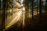 Fototapeta Las - with sun-rays flooded fog forest - dreamlike light and mood