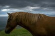 Beautiful Icelandic horse from the side under a stormy sky