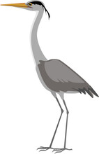 Grey Heron (Ardea Cinerea) Isolated On White Background