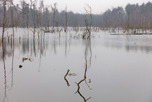 Abgestorbene Bäume Stehen Im Wasser In Einem See.