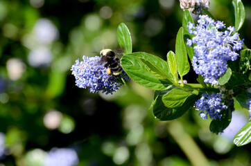 Black And Yellow Bee With Pollen On A Purple California Lilac