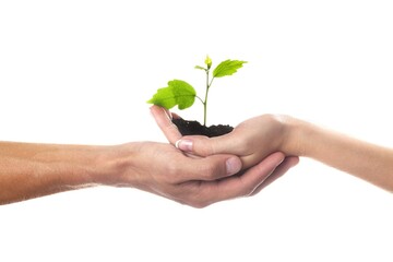 Hands Holding a Young Plant