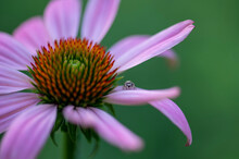 Tiny Jumping Spider On Coneflower