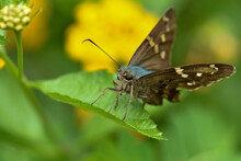 Long-tailed Skipper Butterfly Closeup