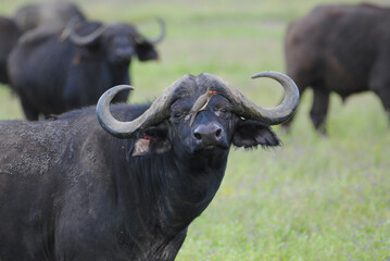 cape buffalo with oxpecker on head