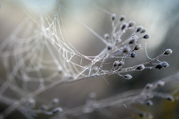 twigs of a wild herb with dried flowers and a spider web with dew drops in a foggy morning, abstract nature shot in autumn and winter, wabi sabi style with blurry elements, copy space, selected focus