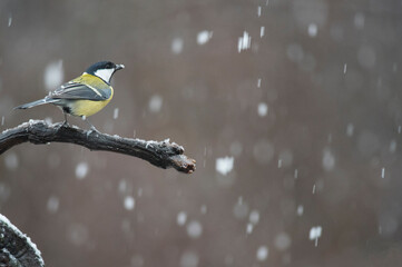 Great tit (Parus major) in winter in the apennines, Italy