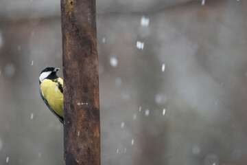 Great tit (Parus major) in winter in the apennines, Italy